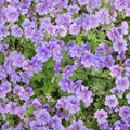 Purple Cranesbill Geranium Seeds – Hardy Perennial, Vibrant Purple Blooms, 25+ Seeds for Garden Beds & Containers, Geranium x magnificum