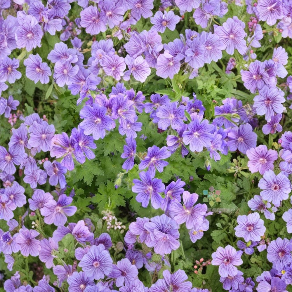 Purple Cranesbill Geranium Seeds – Hardy Perennial, Vibrant Purple Blooms, 25+ Seeds for Garden Beds & Containers, Geranium x magnificum