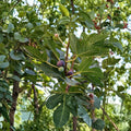 Chicago Hardy Fig Tree – Live Edible Ficus carica Fruit Plant in 3-Gallon Pot, Cold Hardy Backyard Fig Tree for USDA Zones 6-10