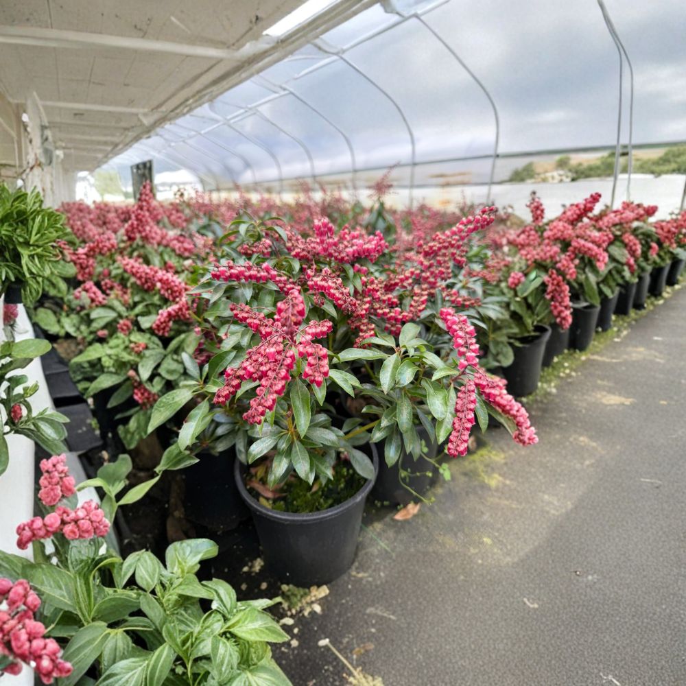 Pieris japonica ‘Valley Valentine’ Evergreen Shrub in #1 Container with Pink Red Spring Blooms, Shade Garden Plant