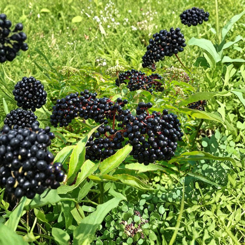 American Elderberry Plant – Live Rooted Shrub for Edible Berries, Sambucus canadensis, Zones 4–9