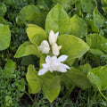 Jasmine Plant – Double Fragrant White Blooms – Jasminum sambac – Indoor Outdoor Tropical Shrub in 8–10" Pot
