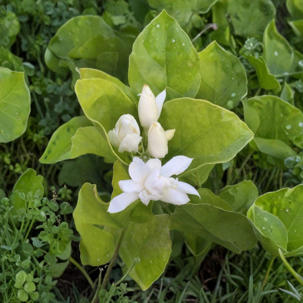 Jasmine Plant – Double Fragrant White Blooms – Jasminum sambac – Indoor Outdoor Tropical Shrub in 8–10" Pot