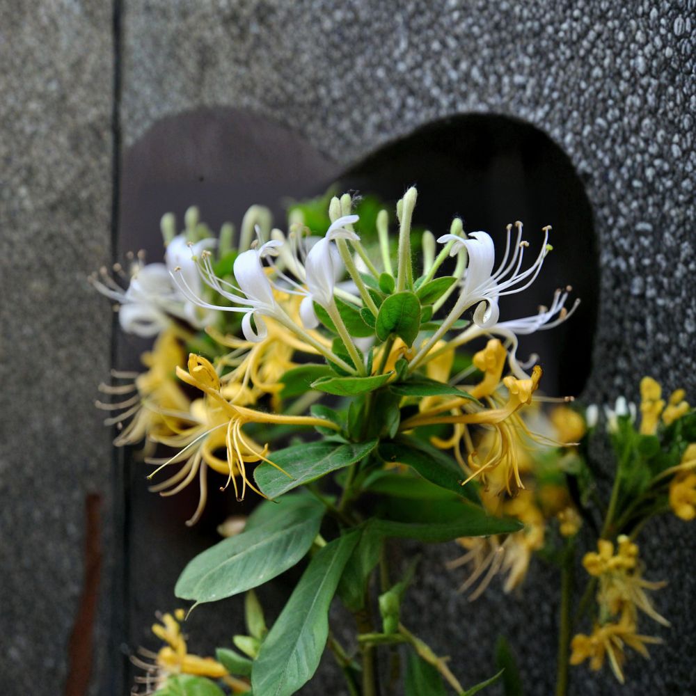 Japanese Honeysuckle Live Rooted Vine – Fragrant Climbing Plant for Garden & Bonsai | Lonicera japonica