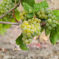 Müller-Thurgau Grape Plant – Vitis vinifera Live Vine in Nursery Pot, White Wine Variety, Early Ripening, Aromatic