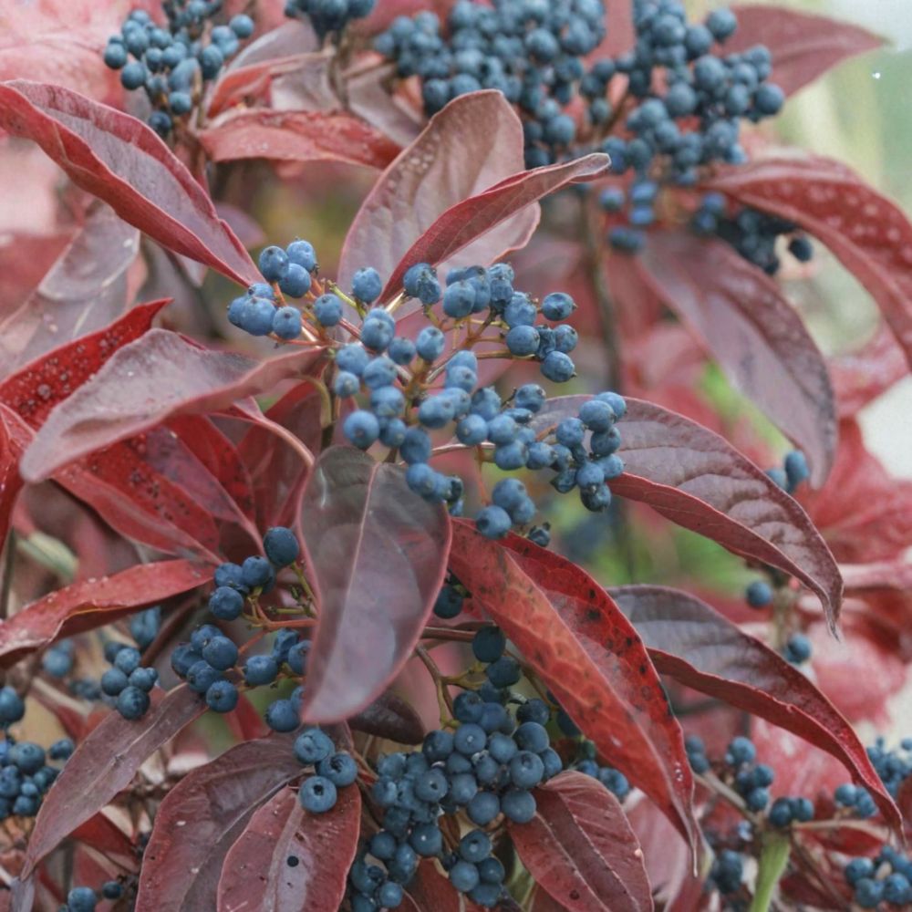 Winterthur Smooth Viburnum Live Native Shrub 4-Inch Pot Viburnum nudum with Colorful Berries & Fall Foliage