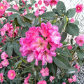Wissahickon Rhododendron – Evergreen Shrub with Purple Red Midseason Blooms, Field Grown 12–15" Plant, Rhododendron ‘Wissahickon’