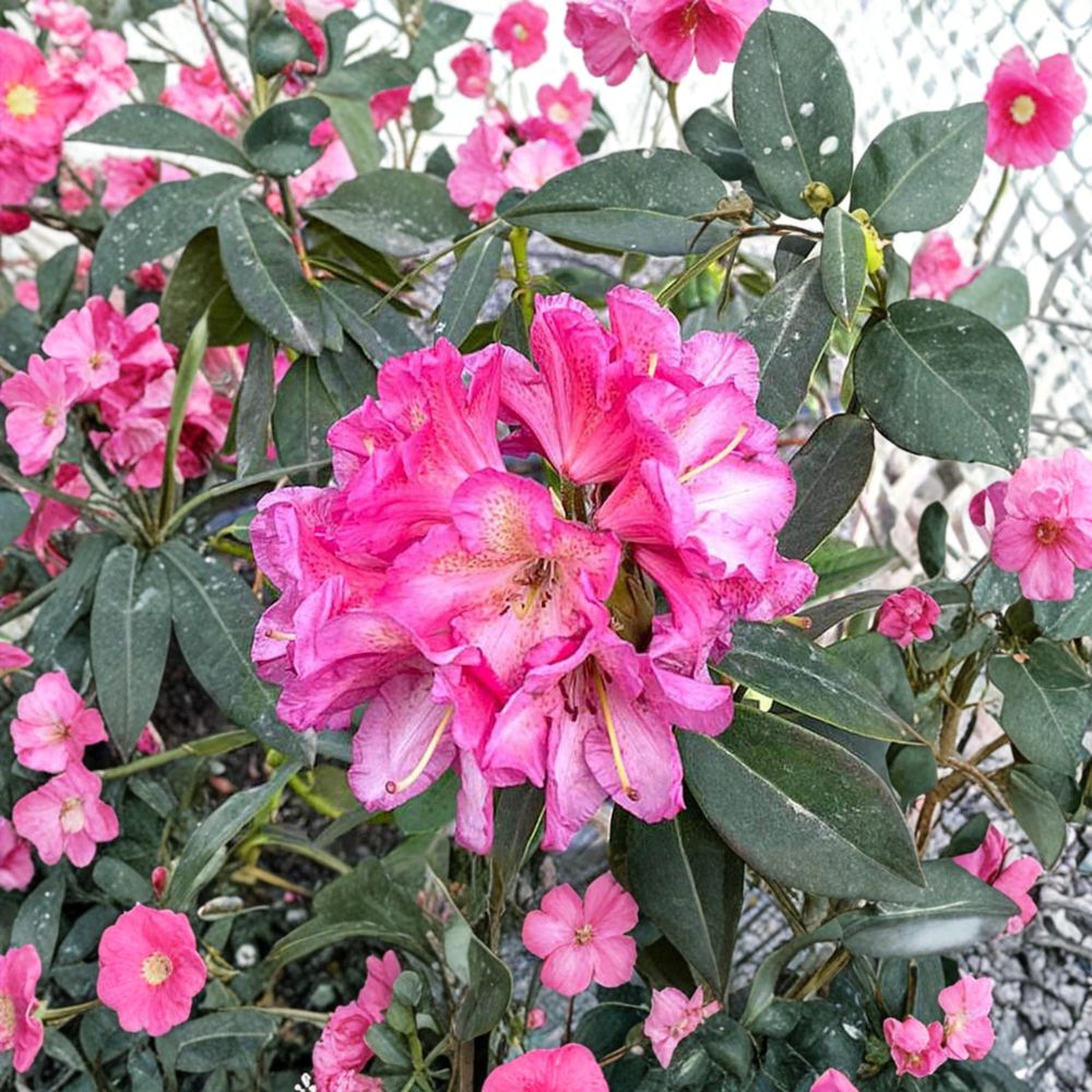 Wissahickon Rhododendron – Evergreen Shrub with Purple Red Midseason Blooms, Field Grown 12–15" Plant, Rhododendron ‘Wissahickon’