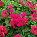 Reach Out Hot Pink Ivy Geranium Seeds – Trailing Pelargonium for Hanging Baskets, Bright Pink Flowers, Easy to Grow, 15 Seeds