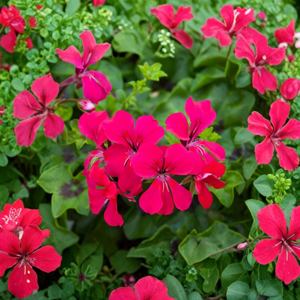 Reach Out Hot Pink Ivy Geranium Seeds – Trailing Pelargonium for Hanging Baskets, Bright Pink Flowers, Easy to Grow, 15 Seeds