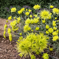 Green Chrysanthemum Plant – Perennial Flower with Large 5-Inch Green Blooms | Chrysanthemum × morifolium