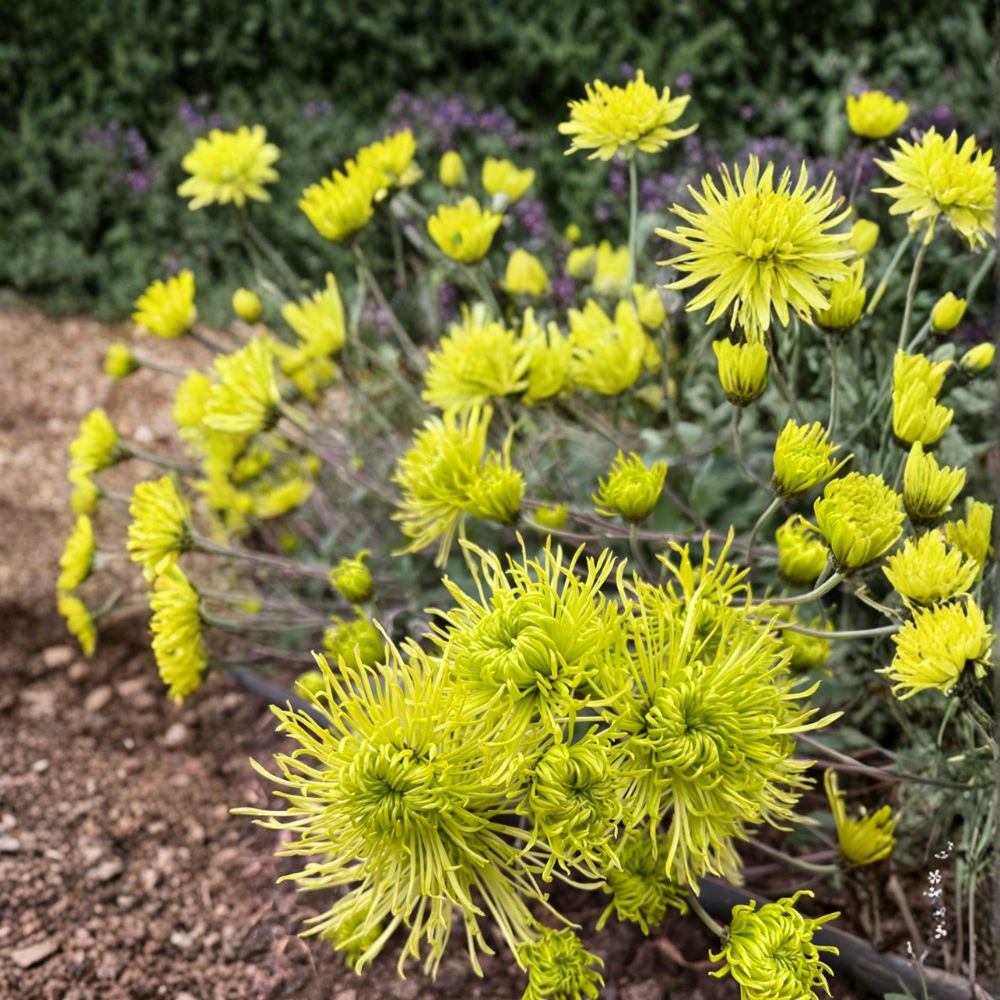 Green Chrysanthemum Plant – Perennial Flower with Large 5-Inch Green Blooms | Chrysanthemum × morifolium