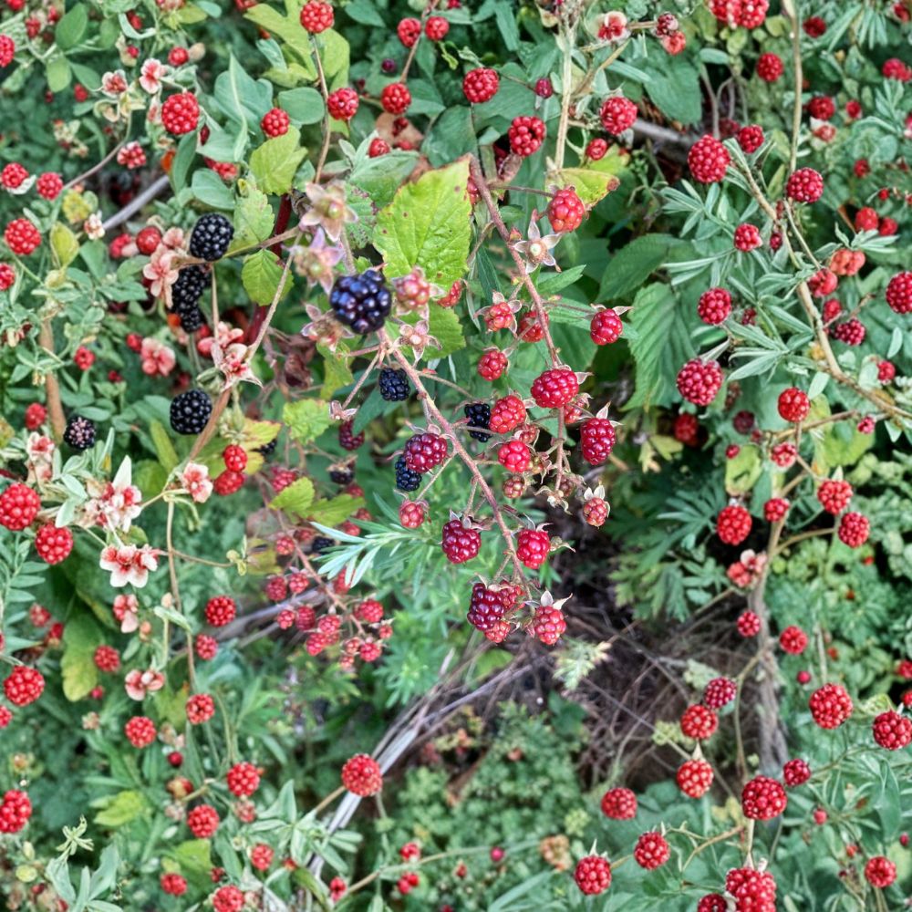 Allegheny Blackberry Live Rooted Cane Plant – Native Rubus allegheniensis, Sweet Wild Blackberries for Zones 3-8