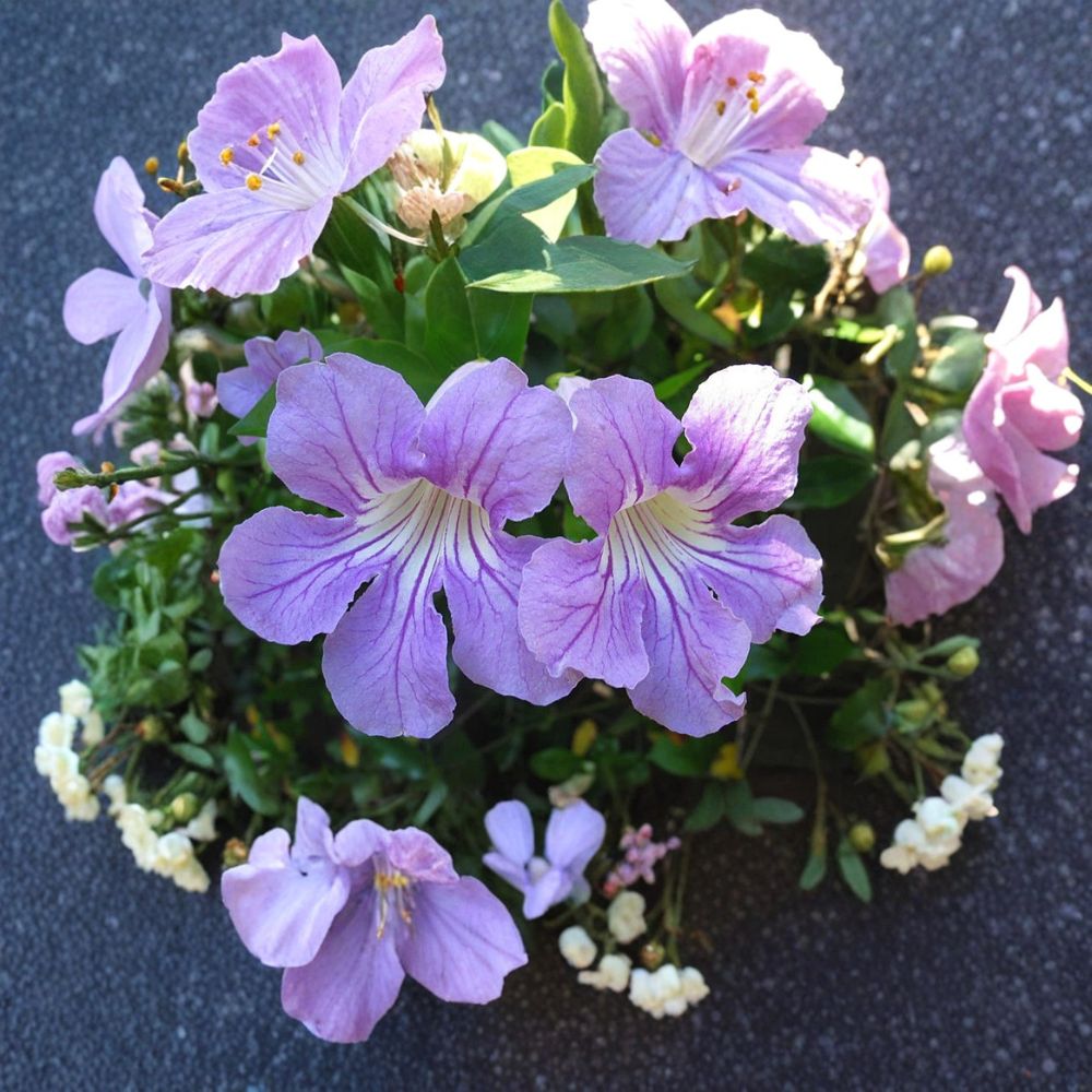 Violet Trumpet Vine Cuttings – 6 Organic Unrooted Clippings – Purple Flowering Climber – Clytostoma callistegioides