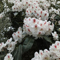 Rhododendron ‘Harvest Moon’ Live Evergreen Shrub with White Blooms and Purple Freckles, Hardy Landscape Plant, #3 Container