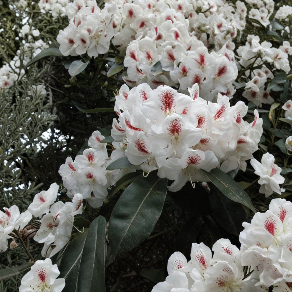 Rhododendron ‘Harvest Moon’ Live Evergreen Shrub with White Blooms and Purple Freckles, Hardy Landscape Plant, #3 Container