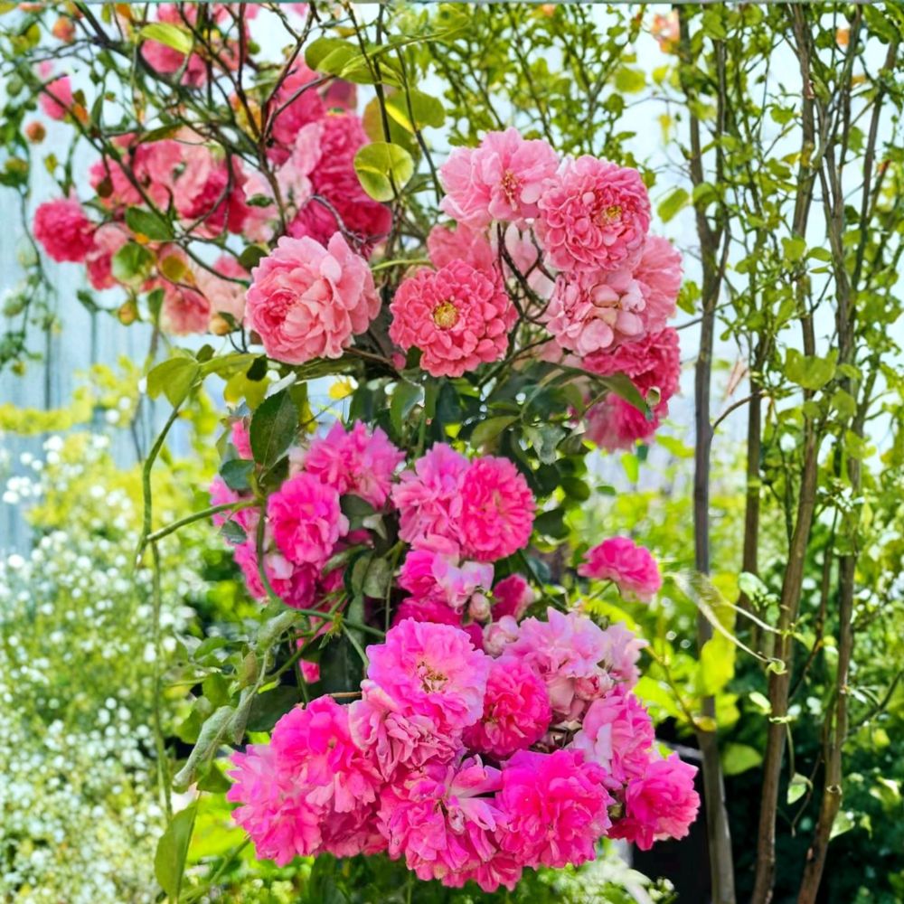 Seven Sisters Rose Climbing Plant in Nursery Pot | Fragrant Pink Blooms | Rosa multiflora Heirloom Rambler for Garden Trellises