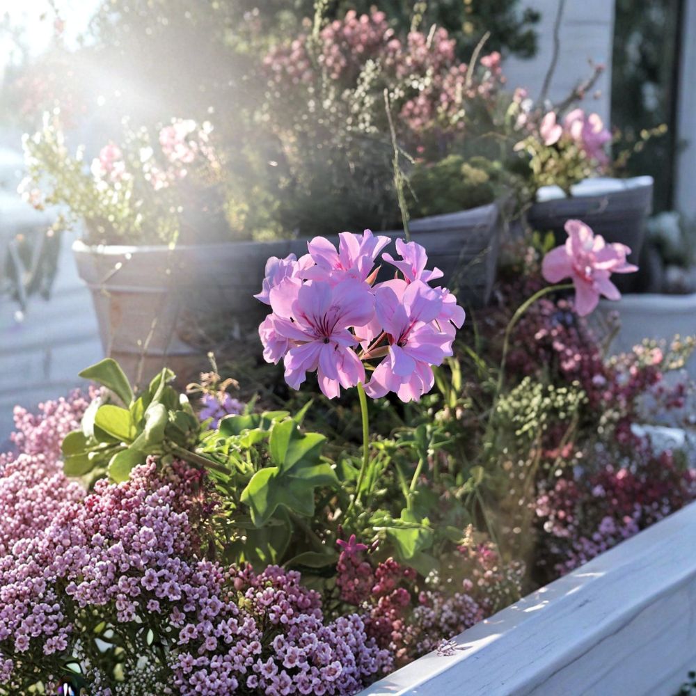 Lavender Ivy Geranium Cuttings – 3 Live Pelargonium peltatum Trailing Plants with Purple Pink Blooms for Hanging Baskets