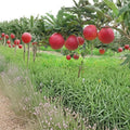 Red Gala Apple Tree – Bare Root, 32 Inches, Sweet Crisp Malus domestica, M7 Rootstock, Home Orchard Fruit Tree