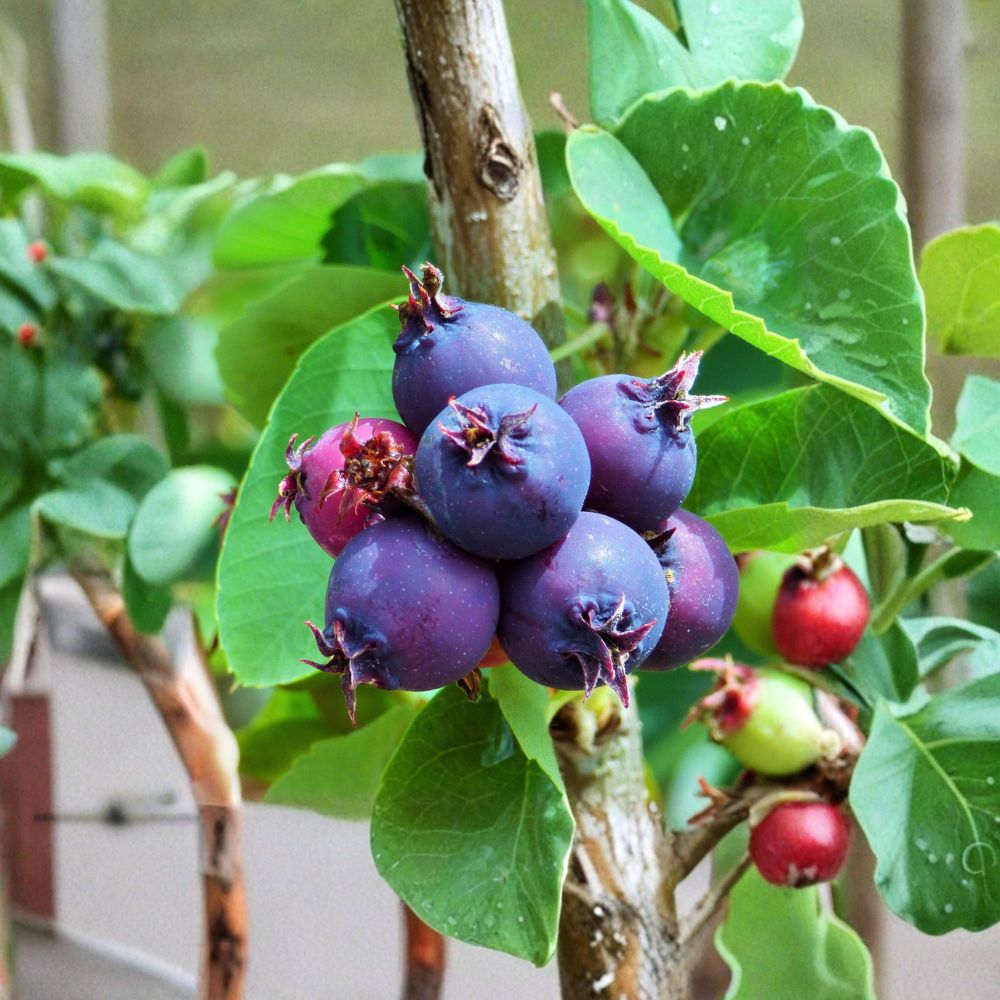 Saskatoon Serviceberry Plant | Edible Berry Shrub | Amelanchier alnifolia | Native Fruit Bush for Zones 4-7