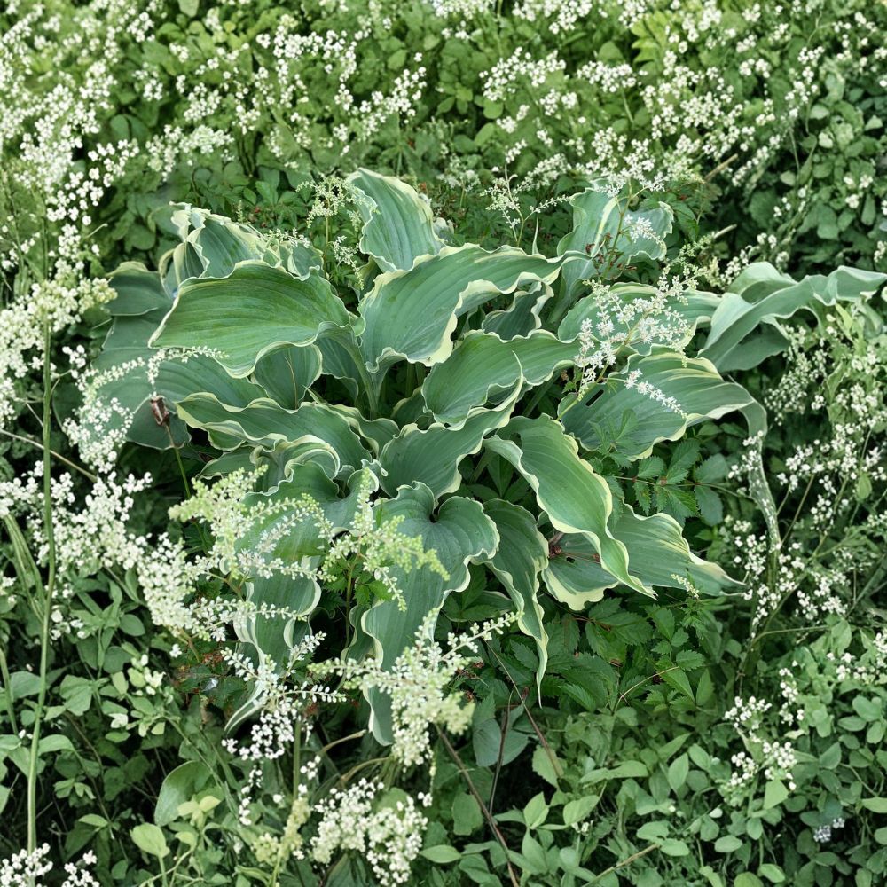 Dancing in the Moonlight Hosta – Live Bare Root Ruffled Blue Variegated Shade Perennial Plant