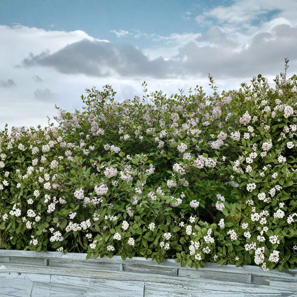 Korean Spice Viburnum Live Shrub 1-Gallon Fragrant Spring Blooms Viburnum carlesii Landscape Plant