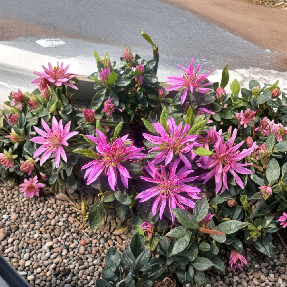Rhododendron ‘Dragon’ Evergreen Shrub – Vibrant Purple Pink Blooms – Collector’s Plant – #1 Container Size