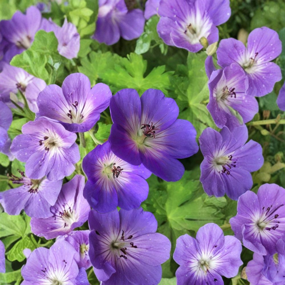 Rozanne Geranium Live Plant – 4.5 Inch Pot, Blue Flowers, Hardy Cranesbill, Perennial Ground Cover, Container Friendly