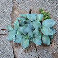 Silver Bullet Hosta – Live Bare Root Shade Perennial with Thick Blue Foliage, Slug Resistant Herbaceous Plant, Plant for Shade Gardens