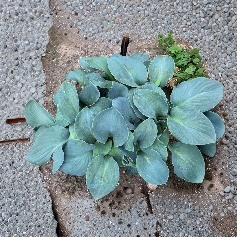 Silver Bullet Hosta – Live Bare Root Shade Perennial with Thick Blue Foliage, Slug Resistant Herbaceous Plant, Plant for Shade Gardens