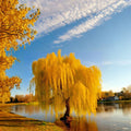 Golden Weeping Willow Tree – Live Plant in Nursery Pot, Salix alba ‘Tristis’ for Garden, Bonsai & Landscape Design