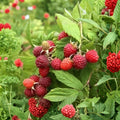 Prelude Raspberry Plant – Live Rooted Everbearing Red Raspberry Cane for Early Season Berries, Rubus idaeus, Zones 4–7