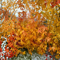 Acer palmatum ‘Wildfire’ Japanese Maple – Rare Coral Bark Tree, Small Ornamental Tree, Container Plant, Four-Season Foliage
