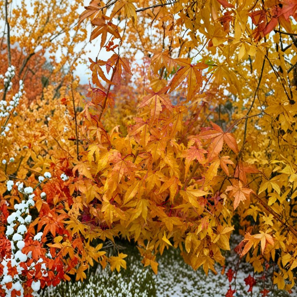 Acer palmatum ‘Wildfire’ Japanese Maple – Rare Coral Bark Tree, Small Ornamental Tree, Container Plant, Four-Season Foliage