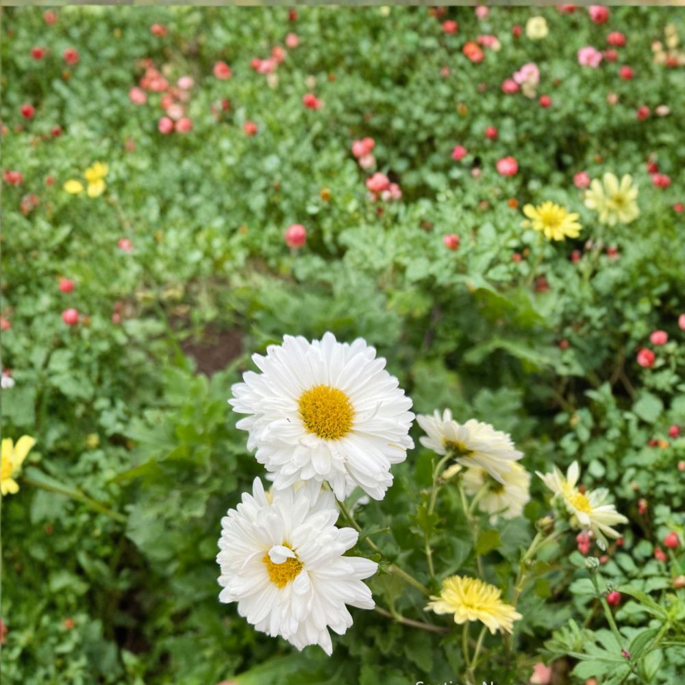 2-Pack Live Chrysanthemum Tea Mum Plants in Nursery Pots | Edible White Flowers | Chrysanthemum morifolium