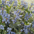 Vaccinium ‘Sunshine Blue’ Blueberry Plants – Semi-Evergreen Southern Highbush, Container-Friendly, Compact Patio Shrubs (Set of 3)