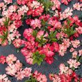 Rhododendron ‘Bruce Briggs’ Live Evergreen Shrub | Bright Red Blooms | Compact Hardy Landscape Plant | #2 Container Grown