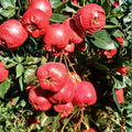 Giant Star Chinese Hawthorn Tree Bare Root Edible Fruit Tree | Crataegus pinnatifida | Large Red Fruits, Ornamental, Hardy Deciduous