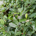 Live Native Smooth Alder Shrub 1 Gallon Pot | Wetland, Streambank & Rain Garden Plant | Alnus serrulata
