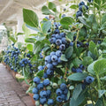 Vaccinium ‘Sunshine Blue’ Blueberry Plant – Compact Semi-Evergreen Edible Fruit Shrub in #1 Container