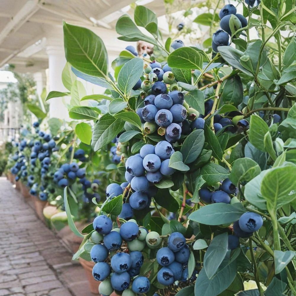 Vaccinium ‘Sunshine Blue’ Blueberry Plant – Compact Semi-Evergreen Edible Fruit Shrub in #1 Container