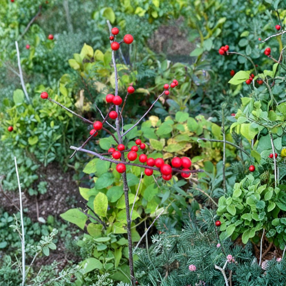 Mary Jo Winterberry Holly Live Female Shrub Quart Ilex verticillata Red Berries Deciduous Landscape Plant