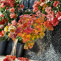 Acer circinatum ‘Baby Buttons’ Dwarf Vine Maple Tree – Compact Japanese Maple for Containers & Gardens