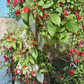 Carolina Raspberry Plant – Live Rooted Everbearing Red Raspberry – Large Sweet Berries – Rubus idaeus – Zones 4-9