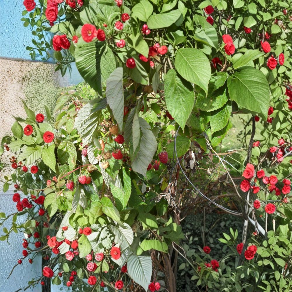 Carolina Raspberry Plant – Live Rooted Everbearing Red Raspberry – Large Sweet Berries – Rubus idaeus – Zones 4-9