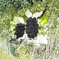 Japanese Fujiminori Grape Plant – Vitis vinifera Live Vine in Nursery Pot, Large Sweet Juicy Table Grape