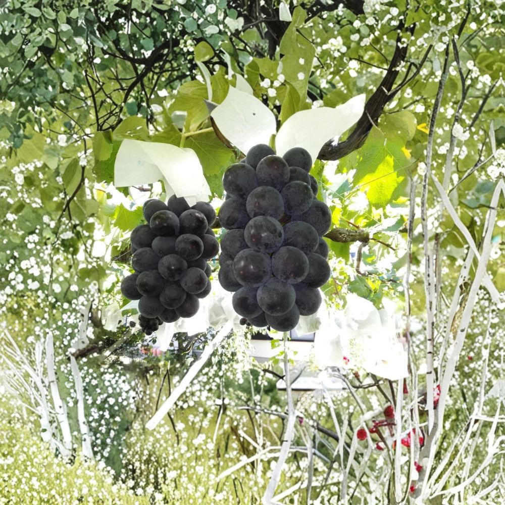 Japanese Fujiminori Grape Plant – Vitis vinifera Live Vine in Nursery Pot, Large Sweet Juicy Table Grape