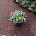 Miniature Blue Green Variegated Hosta ‘Funny Mouse’ Bare Root Starter Plant, Shade Perennial, Container Friendly