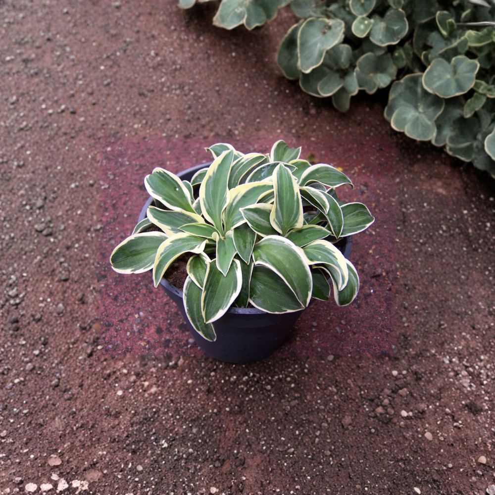 Miniature Blue Green Variegated Hosta ‘Funny Mouse’ Bare Root Starter Plant, Shade Perennial, Container Friendly