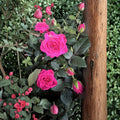 Dark Pink Miniature Flowering Plant – Compact Indoor Outdoor Garden Starter, 4–8 Inches Tall, Vibrant Pink Blooms
